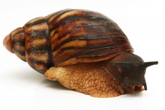 Archachatina marginata egregia Cameroon